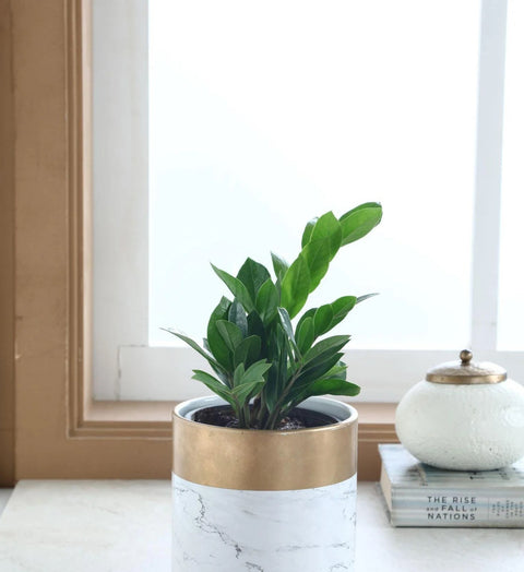 Dwarf ZZ Plant
