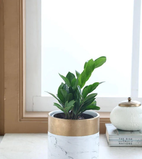 Dwarf ZZ Plant
