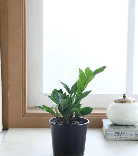 Dwarf ZZ Plant