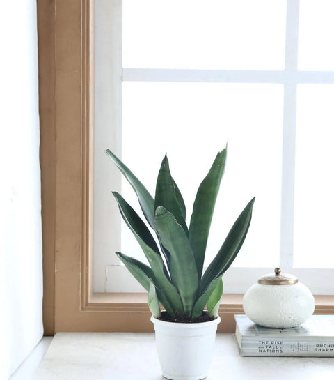 Sansevieria Moonshine