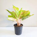 Aglaonema Commutatum - Golden Papaya