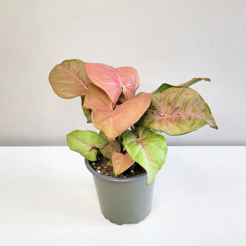 Syngonium Pink