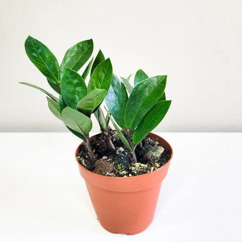 Dwarf ZZ Plant