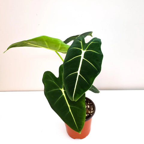 Alocasia Micholitziana - Frydek
