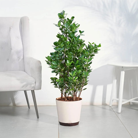 Ficus Moclame XL