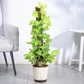 Money Plant Golden XL