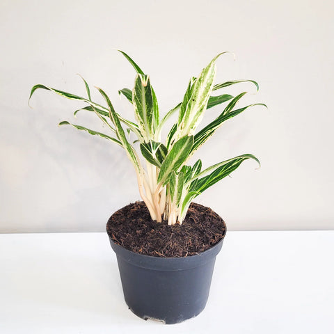 Aglaonema Commutatum - Rice