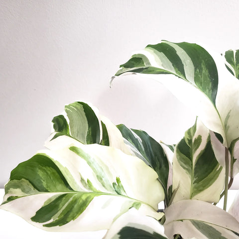 Calathea Lietzei - White Fusion