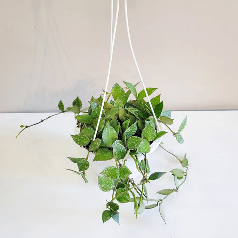 Hoya Krohniana Silver
