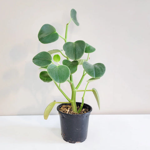 Peperomia Incana