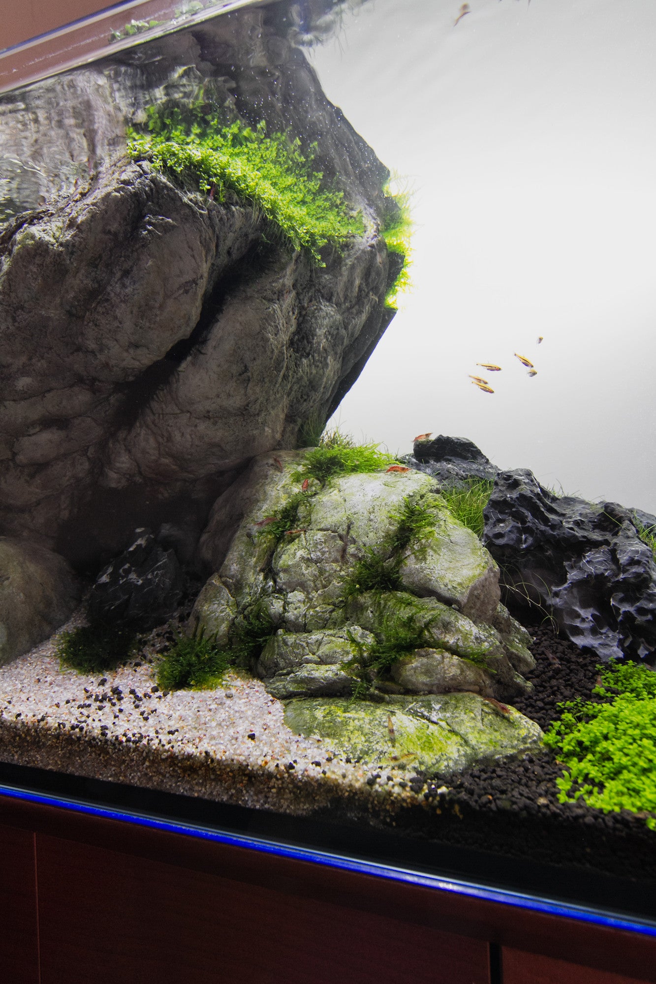 Aquarium Setup & Maintenance