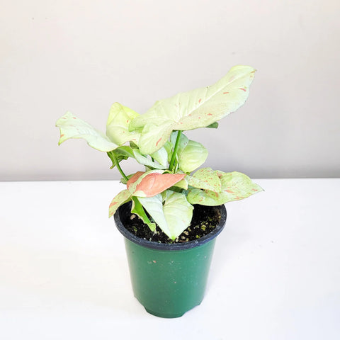 Syngonium Confetti