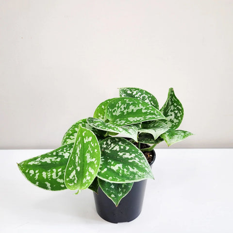 Money Plant Satin - Scindapsus Pictus Argyraeus