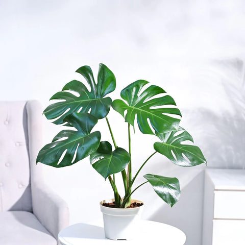 Monstera Deliciosa