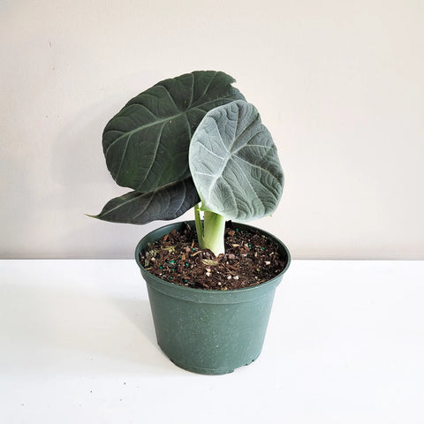 Alocasia Maharani