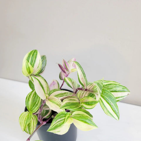 Tradescantia Zebrina Quadricolour