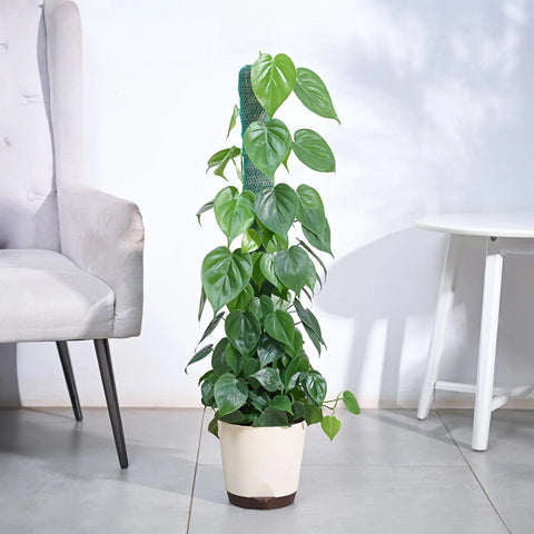 Philodendron Oxycardium Green XL