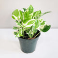 Epipremnum Aureum - N'Joy Pothos