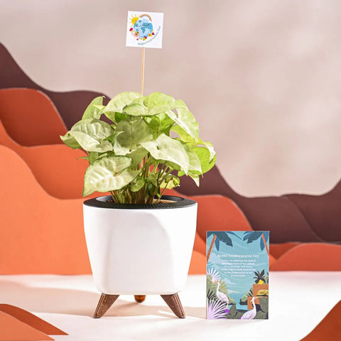 Syngonium White Butterfly