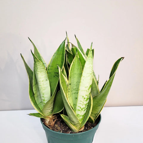 Sansevieria Trifasciata - Night Owl
