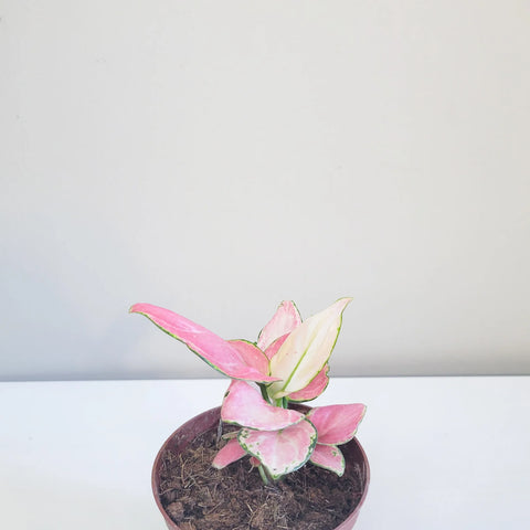 Aglaonema Pink Beauty