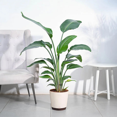 Bird of Paradise XL