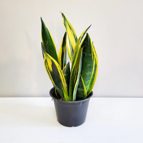 Sansevieria Yellow Flame