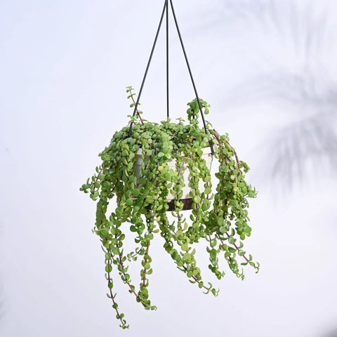 Creepers - Indoor