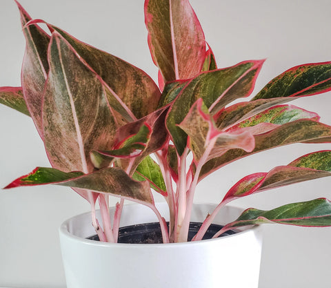 Aglaonema Siam Aurora