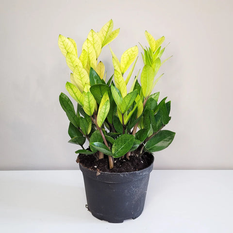 Zamioculcas Zamiifolia 'Chameleon'