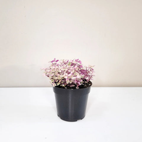 Callisia Repens - Pink Lady