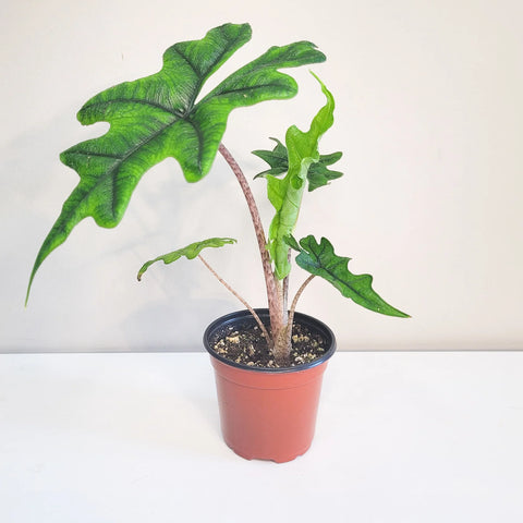 Alocasia Jacklyn