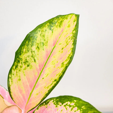 Aglaonema Commutatum - Pink Pearl