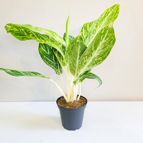 Aglaonema Commutatum - Golden Madonna