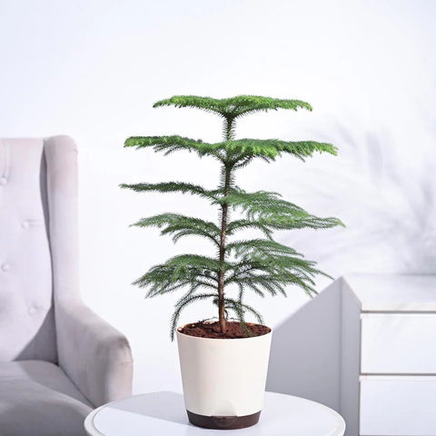 Norfolk Pine