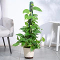 Money Plant Variegated XL
