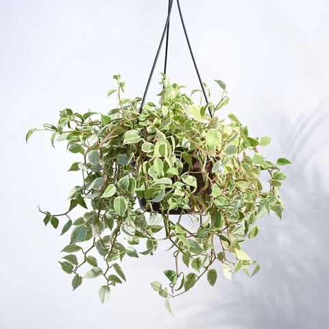 Peperomia Obtusifolia - Variegated