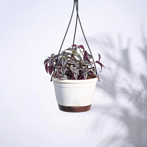 Wandering Jew