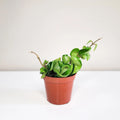 Hoya Carnosa Compacta - Hindu Rope
