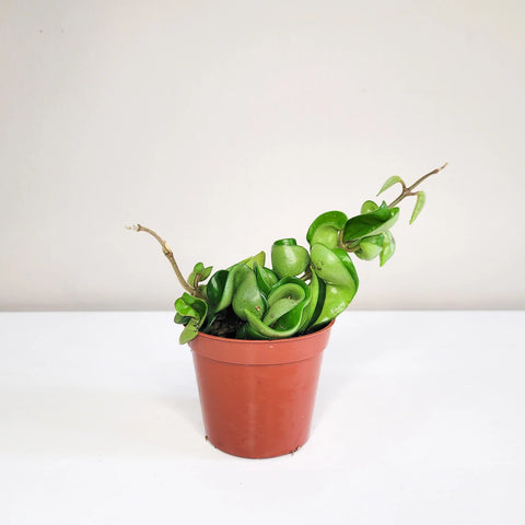 Hoya Carnosa Compacta - Hindu Rope