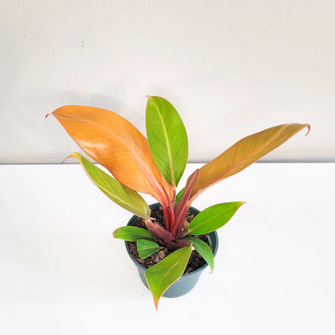 Philodendron Prince of Orange