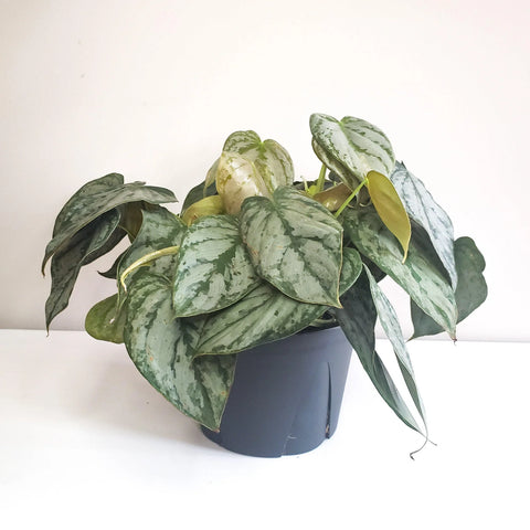 Philodendron Brandtianum - Brandi