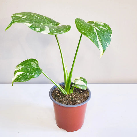 Monstera Deliciosa - Thai Constellation