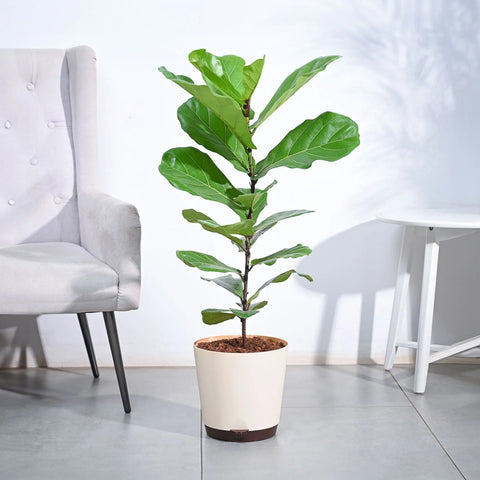 Fiddle Leaf Fig XL