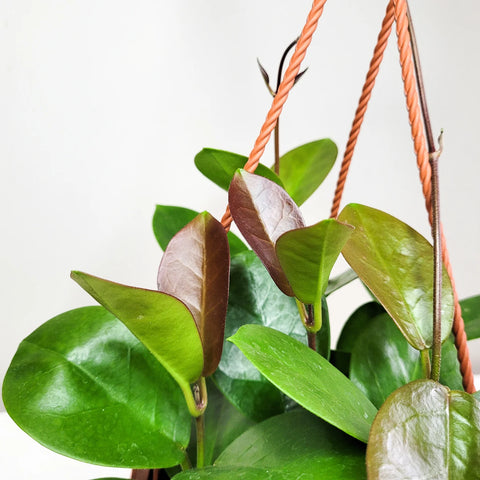 Hoya Australis