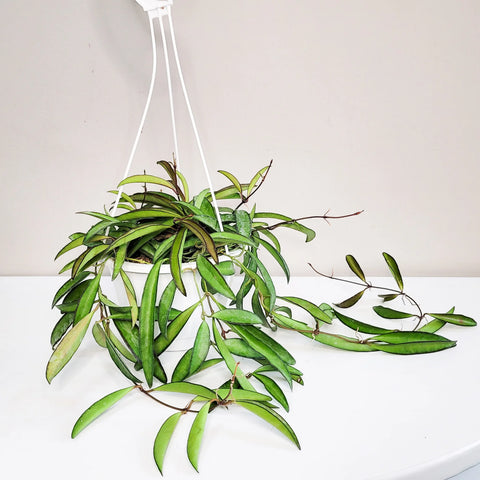 Hoya Wayetti