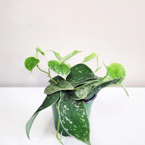 Scindapsus Pictus - 'Silvery Ann'
