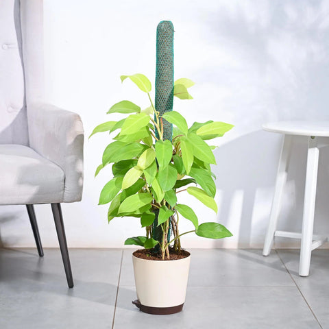 Philodendron Ceylon Gold XL
