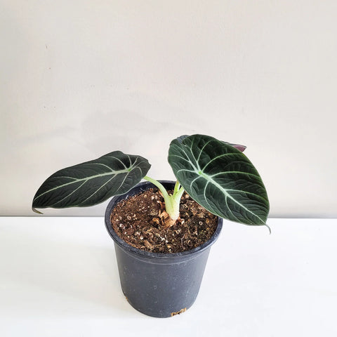 Alocasia Reginula - Black Velvet