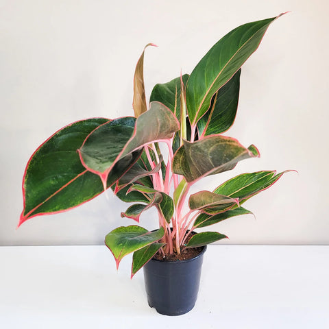 Aglaonema Commutatum - Pink Diamond